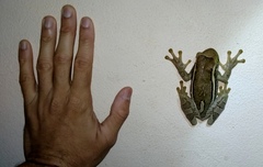 Trachycephalus mesophaeus