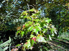 Liquidambar acalycina