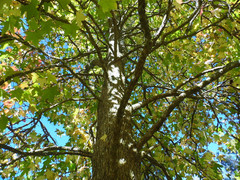 Liquidambar acalycina