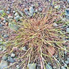 Alopecurus geniculatus