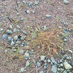 Alopecurus geniculatus