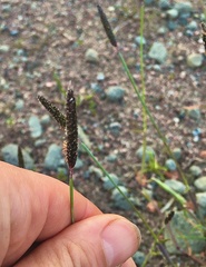 Alopecurus geniculatus