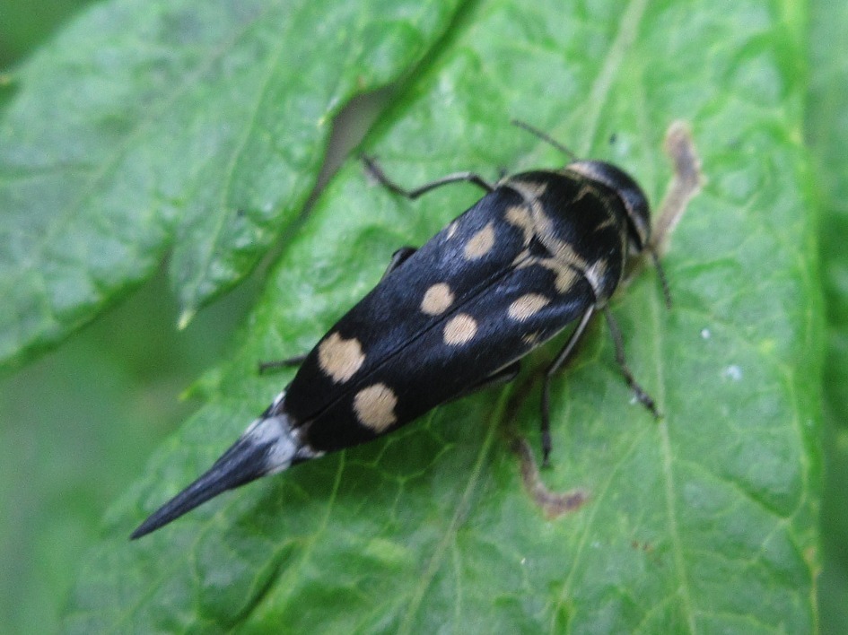 Hoshihananomia auromaculata