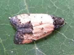 Tyrolimnas anthraconesa