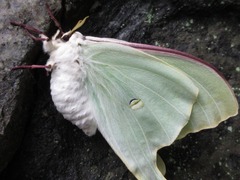 Actias