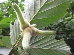Corylus sieboldiana
