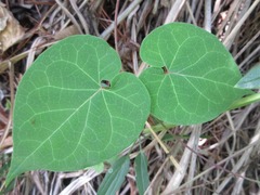 Cynanchum wilfordii