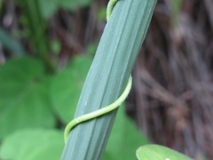 Cynanchum wilfordii
