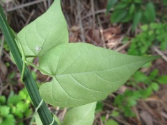 Cynanchum wilfordii
