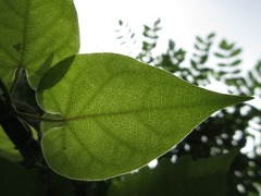 Cynanchum wilfordii