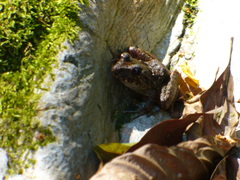 Craugastor aurilegulus