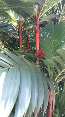 Areca vestiaria