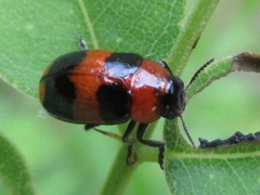 Physosmaragdina nigrifrons