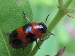 Physosmaragdina nigrifrons