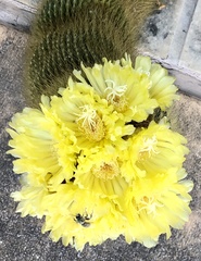 Parodia lenninghausii