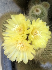 Parodia lenninghausii