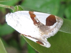 Sphragifera biplagiata
