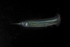 Hyporhamphus ihi