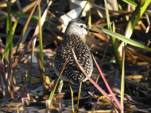 Tringa glareola