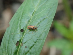 Galerucella calmariensis