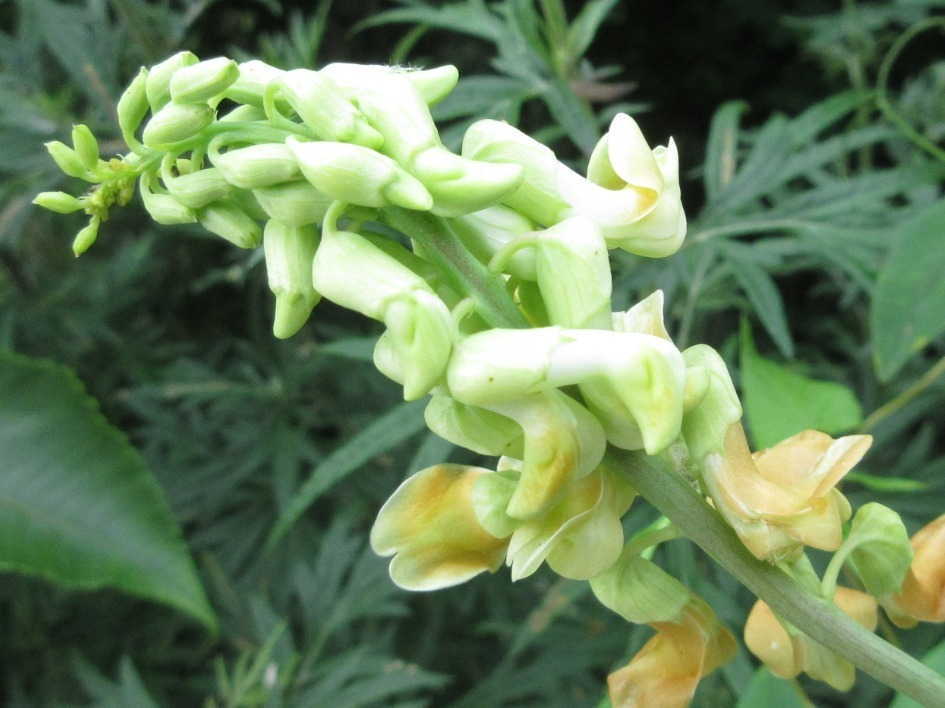 Pere David's pea