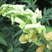 Pere David's Pea - Photo (c) onidiras-iNaturalist, some rights reserved (CC BY-NC), uploaded by onidiras-iNaturalist