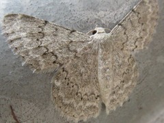 Pingasa pseudoterpnaria