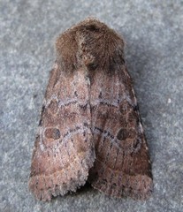 Protorthodes oviduca