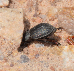 Calosoma tepidum