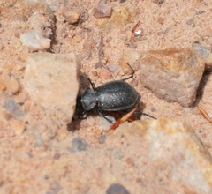 Calosoma tepidum