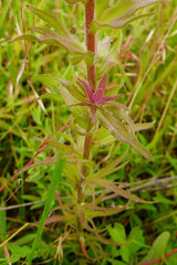 Orthocarpus bracteosus