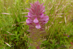 Orthocarpus bracteosus