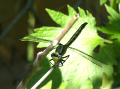 Arigomphus
