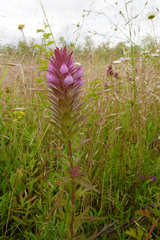 Orthocarpus bracteosus