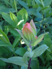 Castilleja rhexiifolia