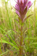 Orthocarpus bracteosus