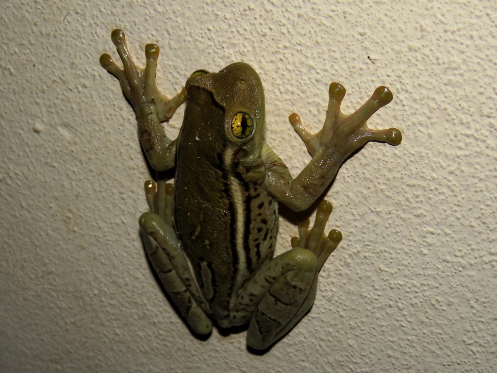 Porto Alegre Golden-Eyed Treefrog