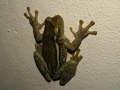 Trachycephalus mesophaeus