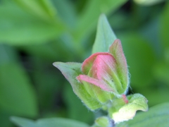 Castilleja rhexiifolia