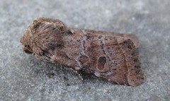 Protorthodes oviduca