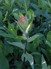 Castilleja rhexiifolia