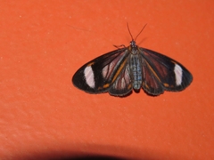 Lepidoptera
