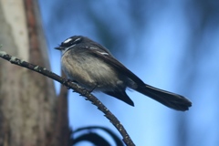 Rhipidura albiscapa alisteri