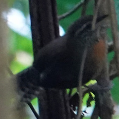 Pheugopedius rutilus