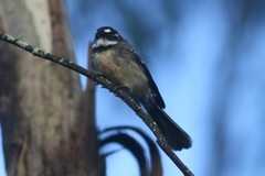 Rhipidura albiscapa alisteri