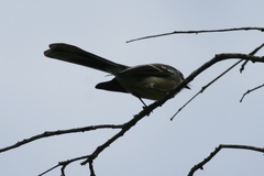 Rhipidura albiscapa alisteri