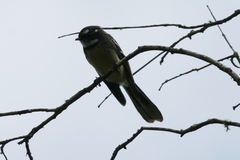 Rhipidura albiscapa alisteri