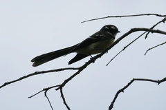 Rhipidura albiscapa alisteri