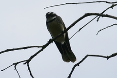 Rhipidura albiscapa alisteri