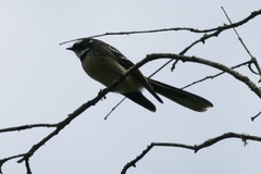 Rhipidura albiscapa alisteri